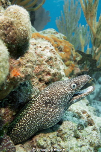moray eel,Playa del Carmen by Antonio Venturelli 